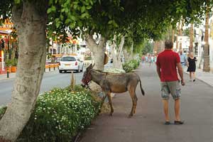 Кипрский ослик на улицах города