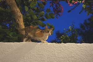 Коты на Кипре